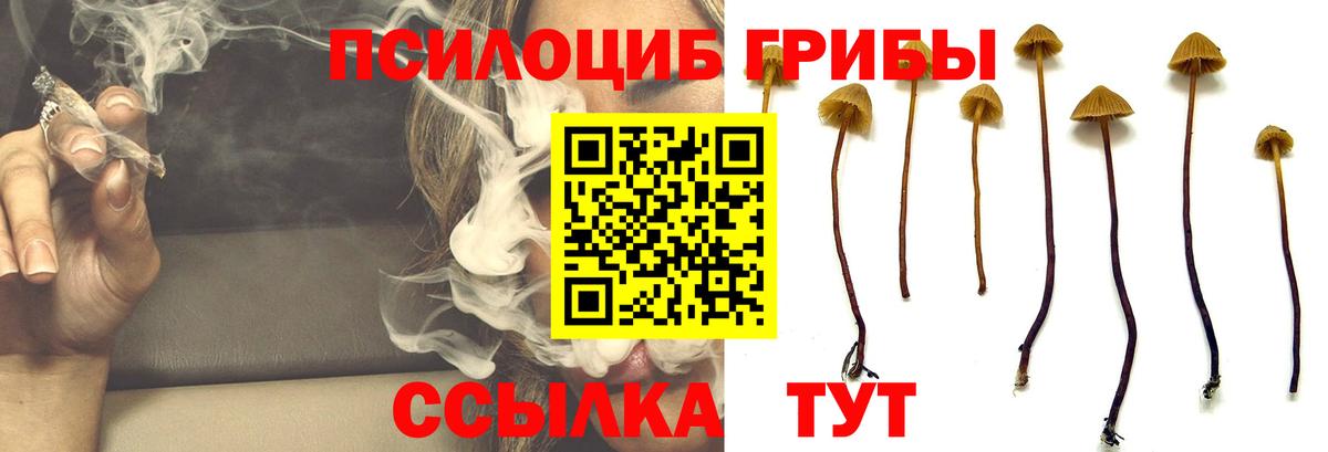 Галлюциногенные грибы Psilocybe  Вход с VPN  купить наркотик  Тайшет 